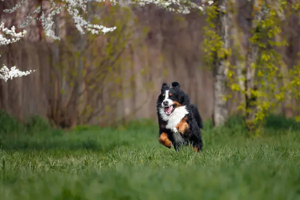 Zabawny Berneński Pies Górski Biegający Wiosną Polu Zielonej Trawy Parku Obrazek Stockowy