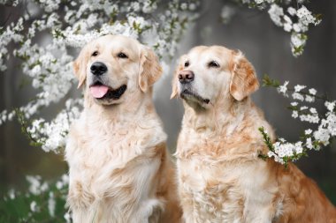 İlkbaharda çiçek açan erik ağacının altında poz veren iki golden retriever köpeği.