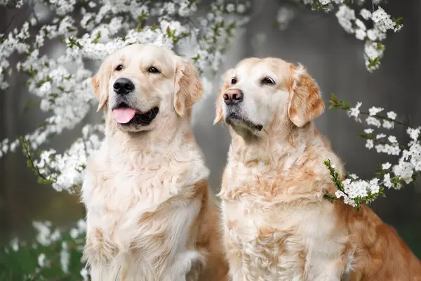 Two Golden Retriever Dogs Posing Blooming Cherry Plum Tree Together Stock Photo