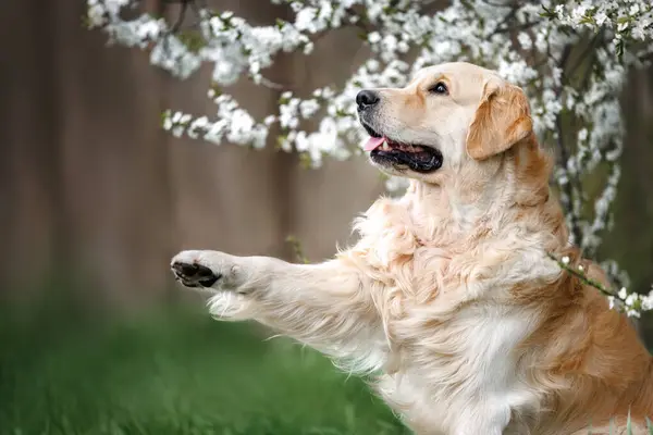 Golden Retriever Dog Gives Paw Outdoors Blooming Cheryr Plum Tree Stock Image