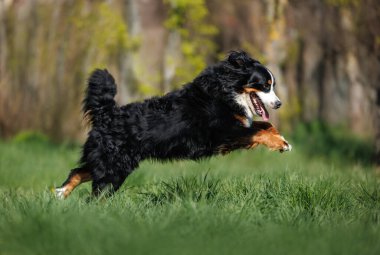 Mutlu Bernese dağ köpeği yazın çimlerin üzerinde koşuyor.