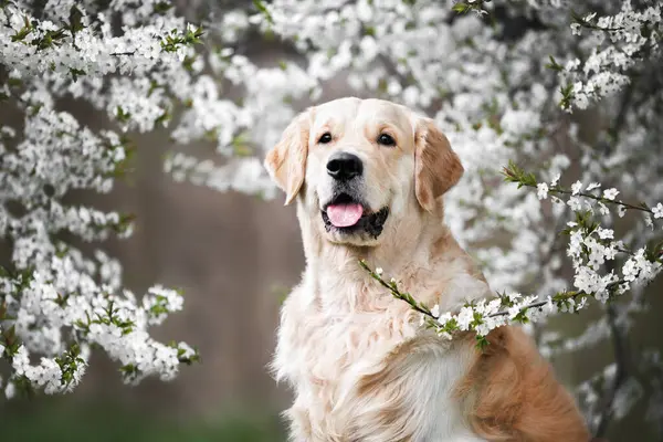 春に咲く桜の木のゴールデンレトリーバー犬の肖像画 ストック写真