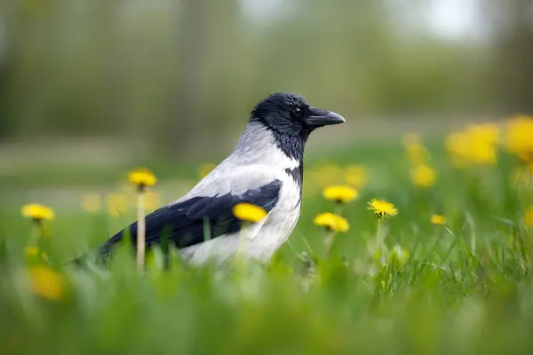 春天里 头戴头巾的乌鸦在草地上和蒲公英上散步 免版税图库照片