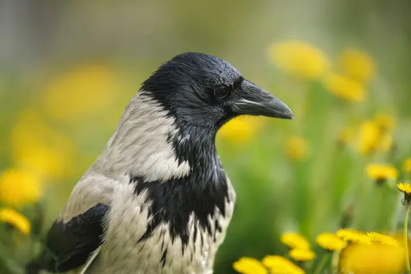 Close Portrait Hooded Crow Outdoors Dandelion Field Stock Image