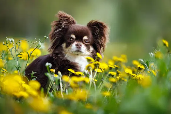 Beautiful Long Haired Chihuahua Portrait Field Dandelions Stock Image