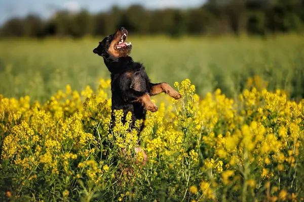 Happy Jagdterrier Dog Jumps Outdoors Field Summer — Stock Photo, Image