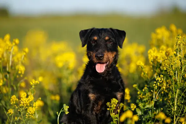 Jagdterrier Dog Portrait Field Barbarea — Stock Photo, Image