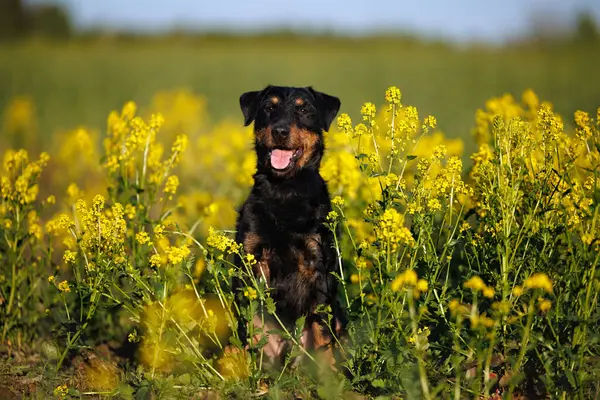 Beautiful Jagdterrier Dog Posing Field Barbarea Summer — Stock Photo, Image