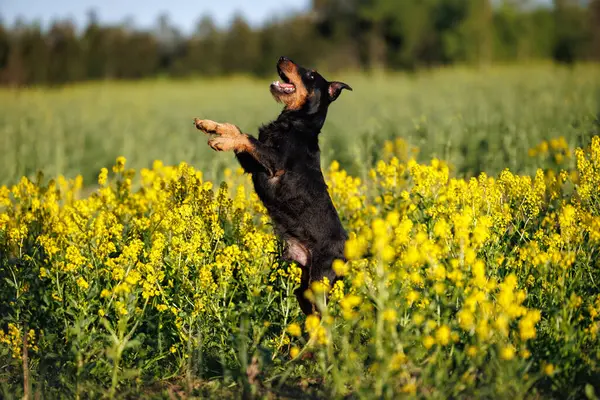 Glücklicher Jagdterrier Hund Springt Auf Ein Barbarea Feld lizenzfreie Stockbilder
