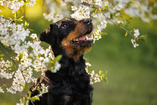 可爱的猎狗狗肖像画在户外 开着樱花 图库照片