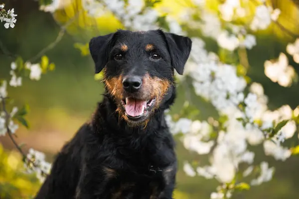 Jagdterrier Dog Portrait Outdoors Blooming Cherry Background Stock Photo