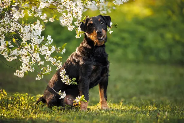 春天的时候 美丽的猎狗坐在一棵盛开的樱桃树旁 图库图片