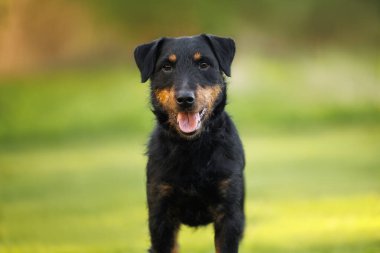 Yazın açık havada güzel Jagdterrier köpek portresi
