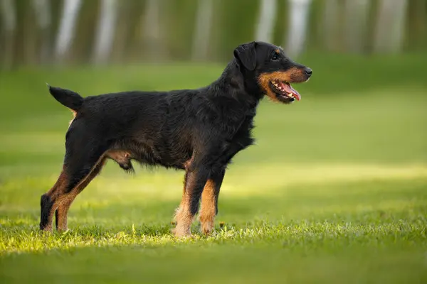 Jagdterrier Hund Steht Draußen Auf Gras lizenzfreie Stockfotos