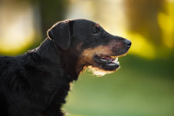 Jagdterrier Dog Portrait Outdoors Summer Stock Image