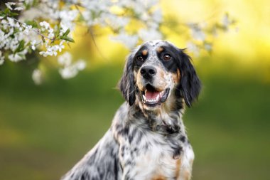 happy english setter dog portrait outdoors in spring with cherry blossom clipart
