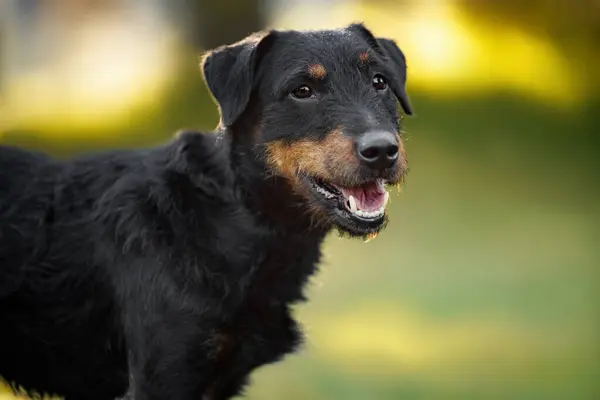 Jagdterrier Dog Outdoors Close Portrait — Stock Photo, Image
