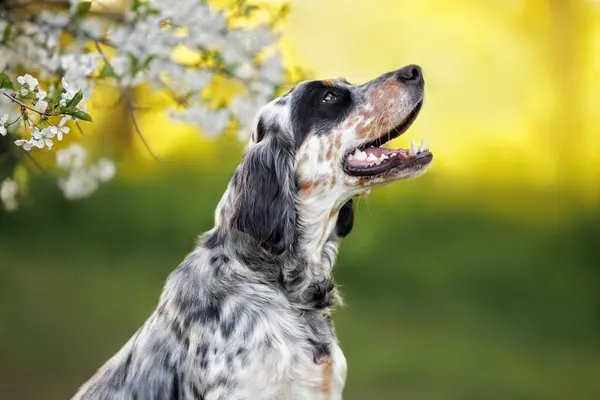 快乐的年轻英格兰赛狗肖像画在户外 免版税图库图片