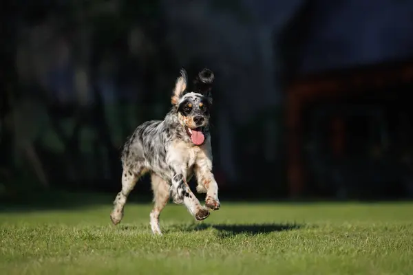 Счастливая Молодая Английская Собака Канализатор Бегущая Летом Улице Лицензионные Стоковые Фото