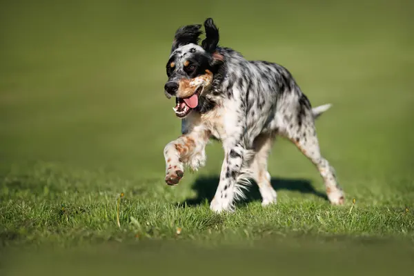 Young English Setter Dog Running Outdoors Summer Stock Photo