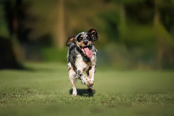 快乐的英国赛狗在夏天跑到户外 免版税图库照片