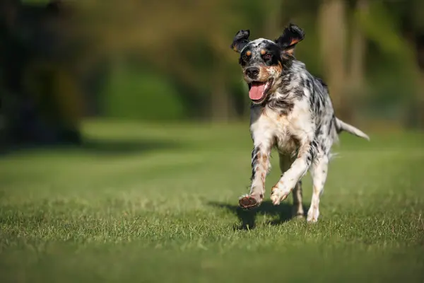 夏天快乐的英国猎犬在草地上奔跑 图库图片