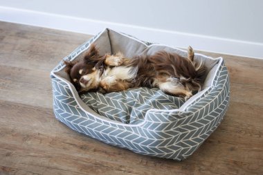 Evcil bir yatakta sırt üstü dinlenen komik bir chihuahua köpeği.