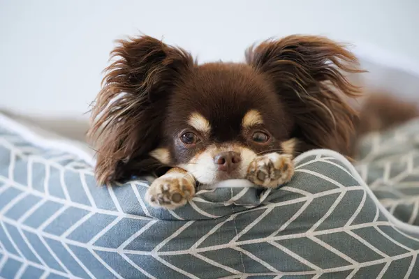 Chihuahua Hund Auf Einem Liegebett Liegend Porträt Aus Nächster Nähe lizenzfreie Stockbilder