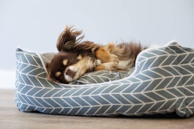 Şirin kahverengi chihuahua köpeği yumuşak evcil hayvan yatağında uyuyor.