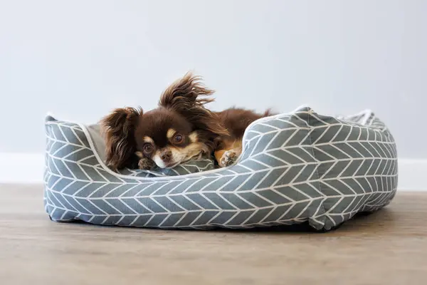 一只棕色的吉娃娃狗躺在屋里的宠物床上 免版税图库图片