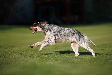 happy english setter dog running outdoors on grass clipart