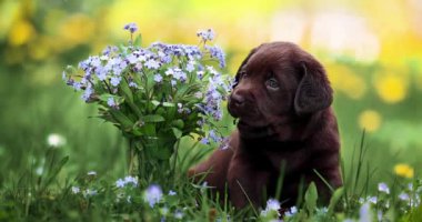 Çikolatalı labrador köpek yavrusu şakacı ısırıyor beni unutma yazın açık havada çiçek açma