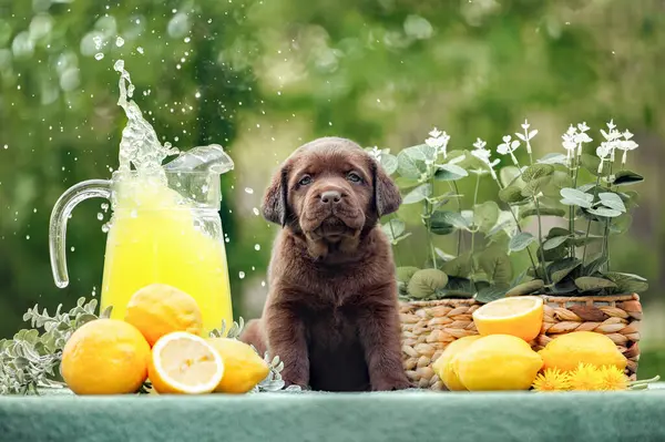 巧克力拉布拉多小狗在户外摆姿势 摆弄柠檬和火腿汁 图库照片
