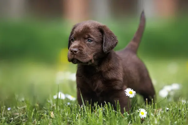 夏天在草地上散步的巧克力拉布拉多小狗 图库图片