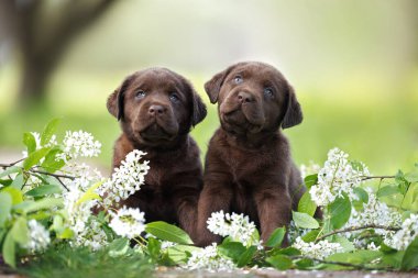 İki tatlı çikolatalı labrador yavrusu kiraz dallarında birlikte oturuyorlar.