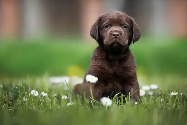 夏天坐在草地上的巧克力拉布拉多小狗 图库图片