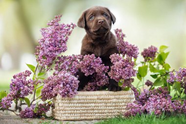 Şirin çikolata labrador köpeği çiçek açmış küçük bir sepetin üzerinde oturuyor.