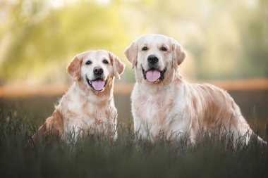 Yazın çimlerin üzerinde poz veren iki mutlu golden retriever köpeği.