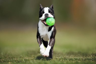 Mutlu Boston Terrier köpekleri ağzında bir topla koşuyor.