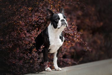 Boston Terrier köpeği, açık havada, koyu kırmızı çalılıklarda duruyor. 