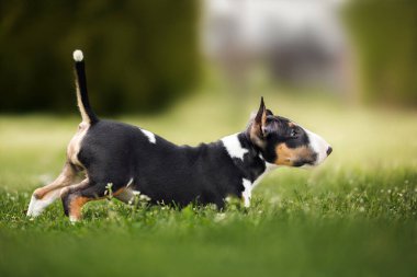 Mutlu teriyer köpek yavrusu çimlerin üzerinde eğiliyor.