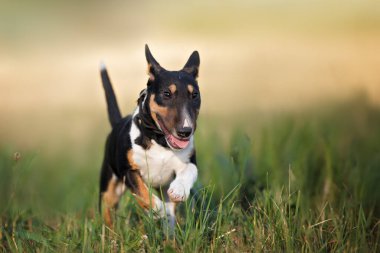 Mutlu minyatür teriyer köpek yavrusu yazın tarlada koşuyor.