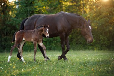 Güzel kısrak ve tayı yaz tarlasında yürüyor.