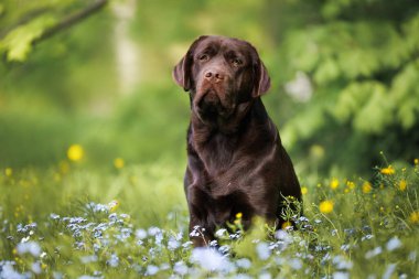 Çikolata labrador emekli köpek portresi Bir çayır üzerinde Çiçekleri unutma