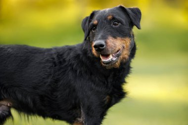 Yazın açık havada sevimli Jagdterrier köpek portresi