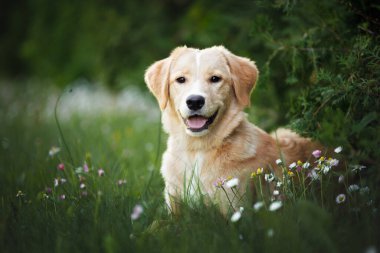 Mutlu melez köpek yavrusu çimlerin üzerinde yatıyor.