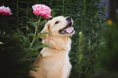 Genç melez köpek portresi ve açık havada pembe şakayıklar.