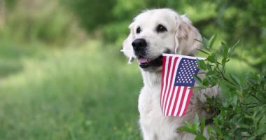 Golden Retriever köpeği ağzında Amerikan bayrağı ile dışarıda poz veriyor. Ağır çekimde yaklaşın.