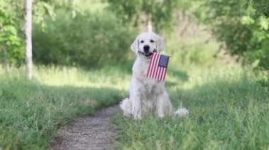 Golden retriever köpeği oturmuş ağzında Amerikan bayrağıyla koşuyor.