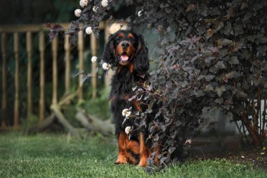 Mutlu Gordon Setter Köpeği çiçek açan bir çalılığın yanında oturuyor.